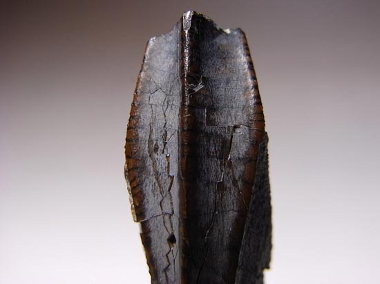 ティラノサウルス級の巨大カモノハシ怪獣:エドモントサウルスの巨大歯(その9)