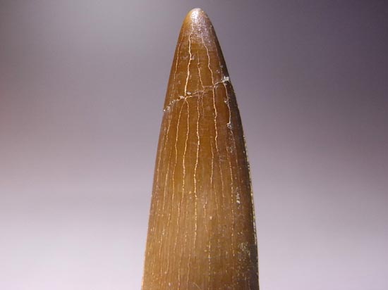 亀と蛇の合体怪獣:プレシオサウルスの保存状態最高の歯(その10)