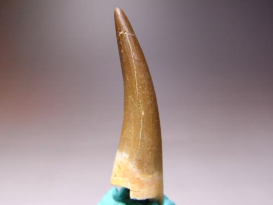 亀と蛇の合体怪獣:プレシオサウルスの保存状態最高の歯(その4)