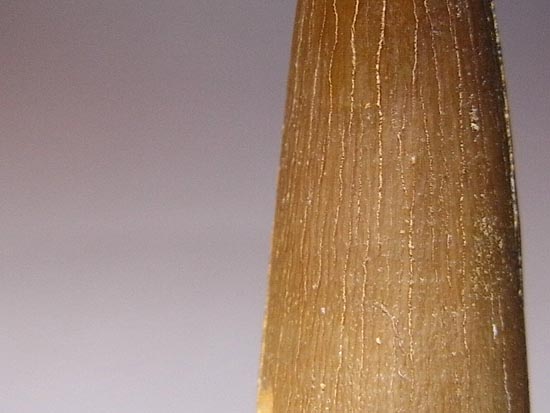 亀と蛇の合体怪獣:プレシオサウルスの保存状態最高の歯(その8)