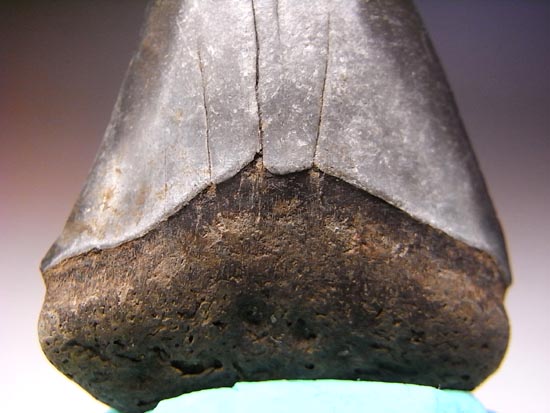 アオザメの巨大歯(その4)