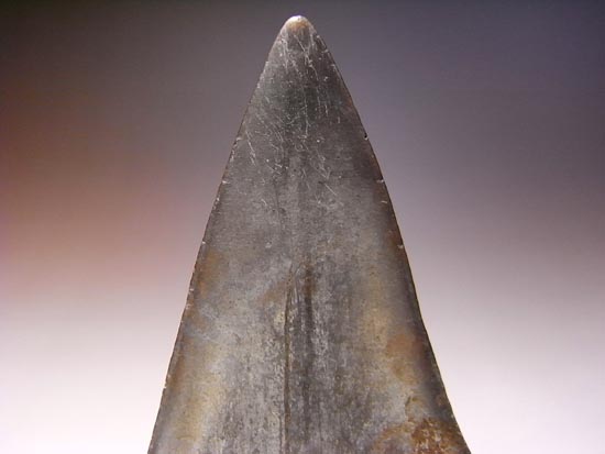 アオザメの巨大歯(その8)
