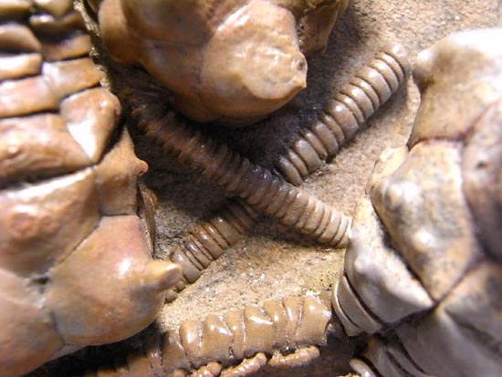 とびだし立体３Ｄの最高級２億年前のウミユリ化石（その13）