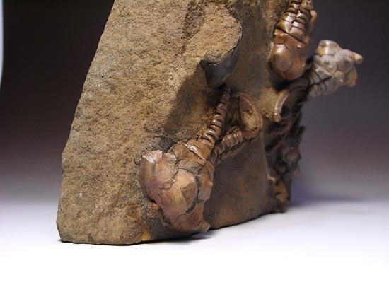 とびだし立体3Dの最高級2億年前のウミユリ化石(その15)