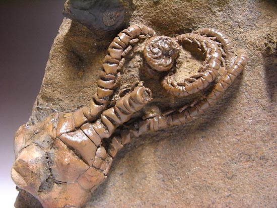 とびだし立体３Ｄの最高級２億年前のウミユリ化石（その16）