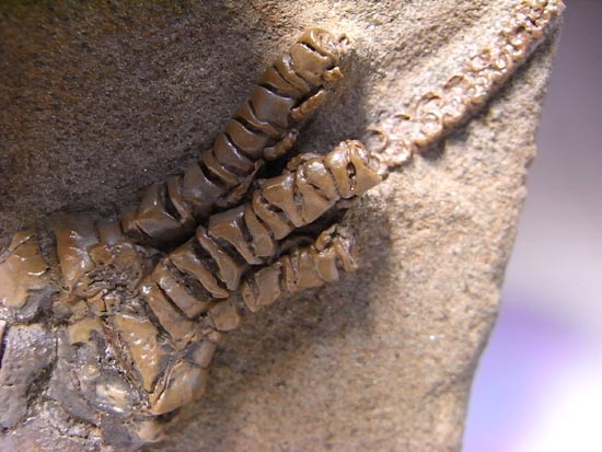 とびだし立体３Ｄの最高級２億年前のウミユリ化石（その17）