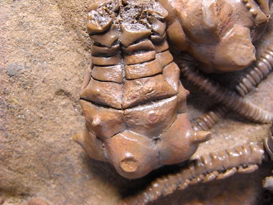 とびだし立体３Ｄの最高級２億年前のウミユリ化石（その7）