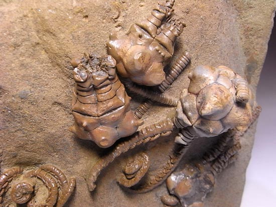 とびだし立体３Ｄの最高級２億年前のウミユリ化石（その9）
