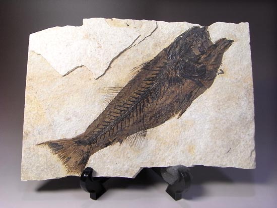 デカイ！２０センチオーバー！恐竜絶滅後、5000万年前の魚Mioplosusの化石（その1）