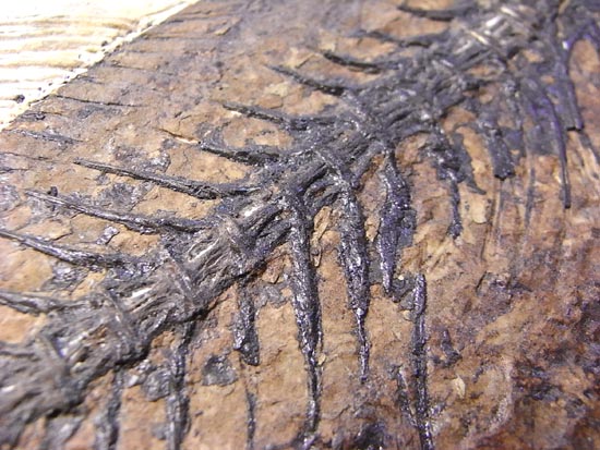 デカイ！２０センチオーバー！恐竜絶滅後、5000万年前の魚Mioplosusの化石（その10）