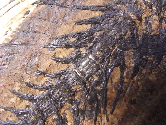 デカイ！２０センチオーバー！恐竜絶滅後、5000万年前の魚Mioplosusの化石（その11）