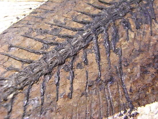 デカイ！２０センチオーバー！恐竜絶滅後、5000万年前の魚Mioplosusの化石（その12）