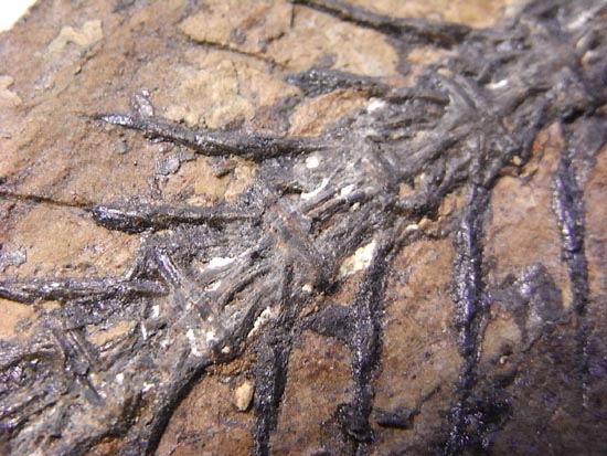 デカイ！２０センチオーバー！恐竜絶滅後、5000万年前の魚Mioplosusの化石（その13）