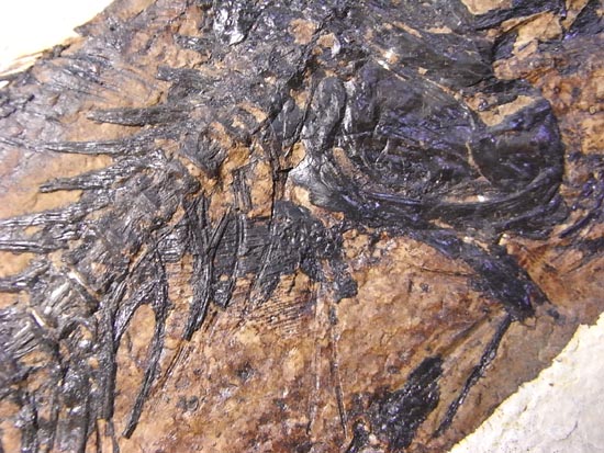 デカイ！２０センチオーバー！恐竜絶滅後、5000万年前の魚Mioplosusの化石（その14）