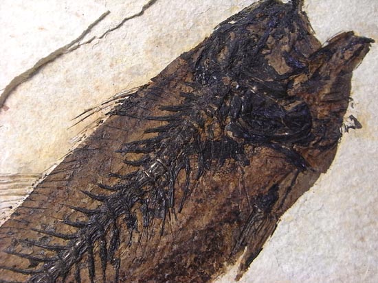 デカイ！２０センチオーバー！恐竜絶滅後、5000万年前の魚Mioplosusの化石（その15）