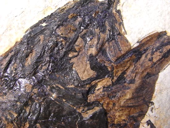 デカイ！２０センチオーバー！恐竜絶滅後、5000万年前の魚Mioplosusの化石（その16）