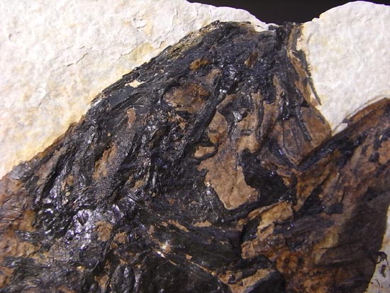 デカイ！２０センチオーバー！恐竜絶滅後、5000万年前の魚Mioplosusの化石（その17）