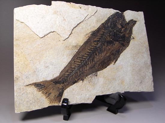 デカイ！２０センチオーバー！恐竜絶滅後、5000万年前の魚Mioplosusの化石（その18）