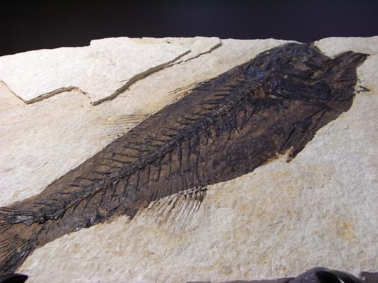 デカイ！２０センチオーバー！恐竜絶滅後、5000万年前の魚Mioplosusの化石（その19）
