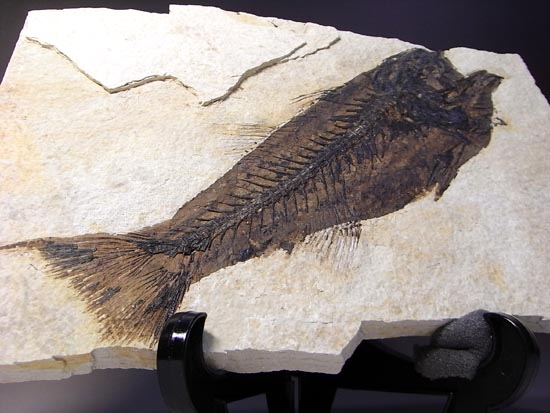 デカイ！２０センチオーバー！恐竜絶滅後、5000万年前の魚Mioplosusの化石（その2）