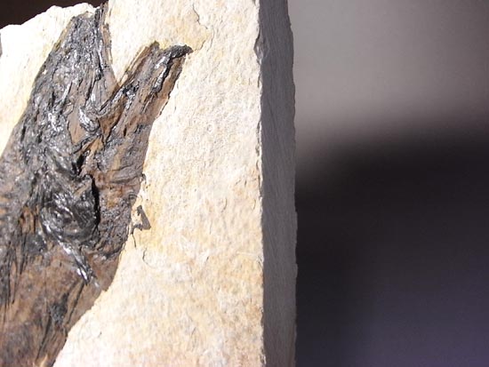 デカイ！２０センチオーバー！恐竜絶滅後、5000万年前の魚Mioplosusの化石（その20）