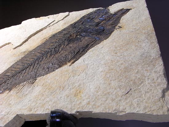 デカイ！２０センチオーバー！恐竜絶滅後、5000万年前の魚Mioplosusの化石（その3）