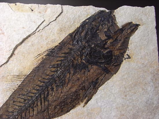 デカイ！２０センチオーバー！恐竜絶滅後、5000万年前の魚Mioplosusの化石（その4）