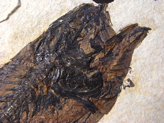デカイ！２０センチオーバー！恐竜絶滅後、5000万年前の魚Mioplosusの化石（その5）