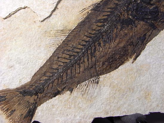 デカイ！２０センチオーバー！恐竜絶滅後、5000万年前の魚Mioplosusの化石（その6）