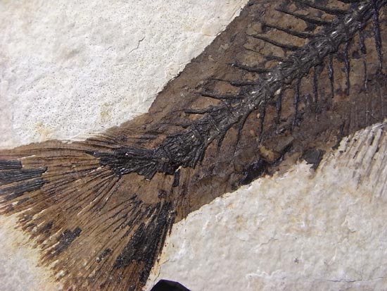 デカイ！２０センチオーバー！恐竜絶滅後、5000万年前の魚Mioplosusの化石（その7）