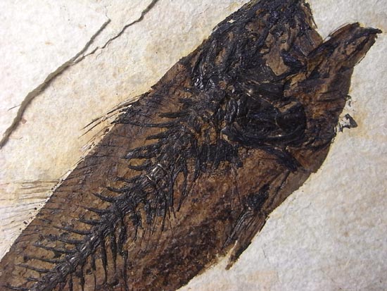 デカイ！２０センチオーバー！恐竜絶滅後、5000万年前の魚Mioplosusの化石（その8）