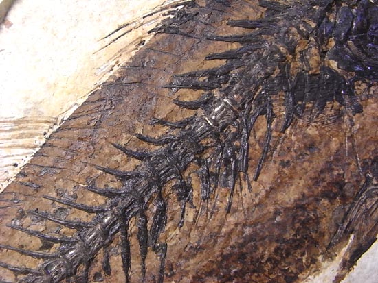 デカイ！２０センチオーバー！恐竜絶滅後、5000万年前の魚Mioplosusの化石（その9）