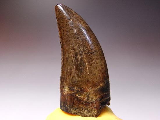 エナメル・セレーションが完璧すぎ！！ティラノサウルスの歯#perfecttyrannosaurustooth#（その1）