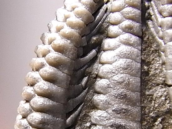 こうみえて動物なんです!超リアルで繊細なウミユリ化石(その17)