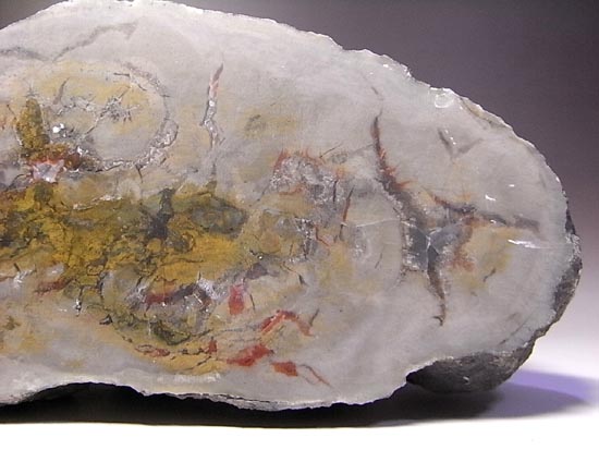 何食ったんだ!?巨大で重い!恐竜のウンチ化石(その12)