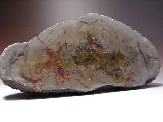 何食ったんだ!?巨大で重い!恐竜のウンチ化石(その2)