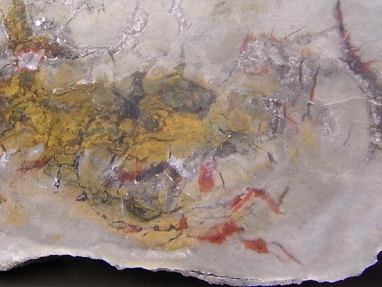 何食ったんだ!?巨大で重い!恐竜のウンチ化石(その7)