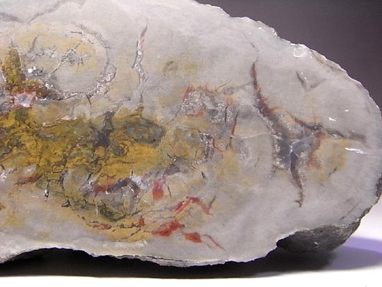 何食ったんだ!?巨大で重い!恐竜のウンチ化石(その9)