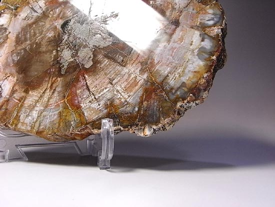 恐竜時代幕開け2億年前の珪化木の化石(その10)