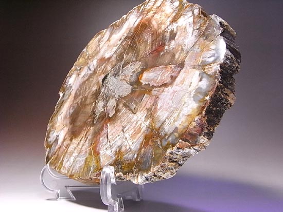 恐竜時代幕開け2億年前の珪化木の化石(その11)