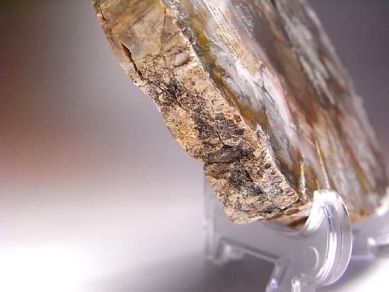恐竜時代幕開け2億年前の珪化木の化石(その14)