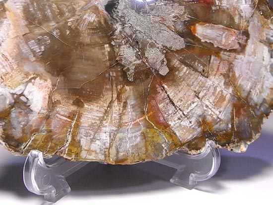 恐竜時代幕開け2億年前の珪化木の化石(その16)