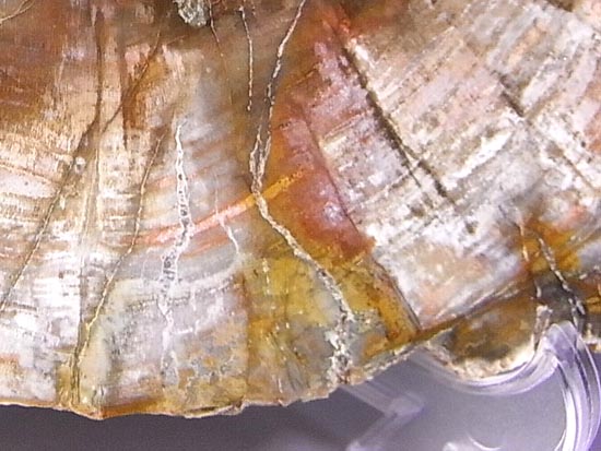 恐竜時代幕開け2億年前の珪化木の化石(その17)