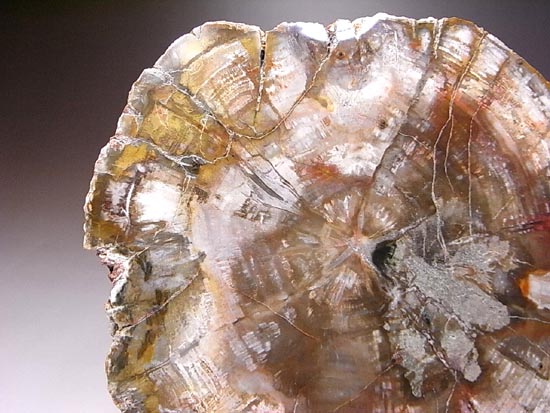 恐竜時代幕開け2億年前の珪化木の化石(その18)