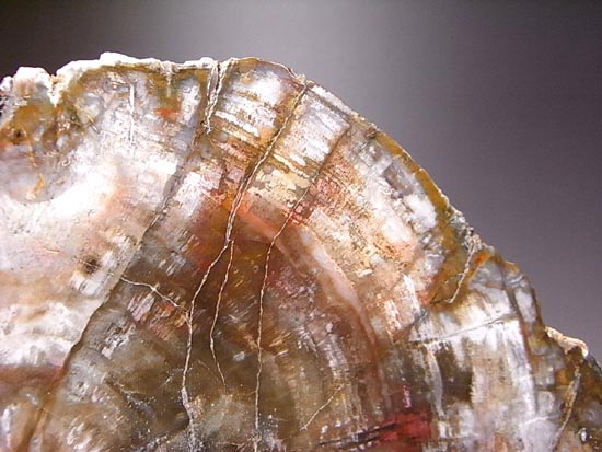 恐竜時代幕開け2億年前の珪化木の化石(その19)