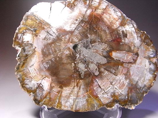 恐竜時代幕開け2億年前の珪化木の化石(その2)