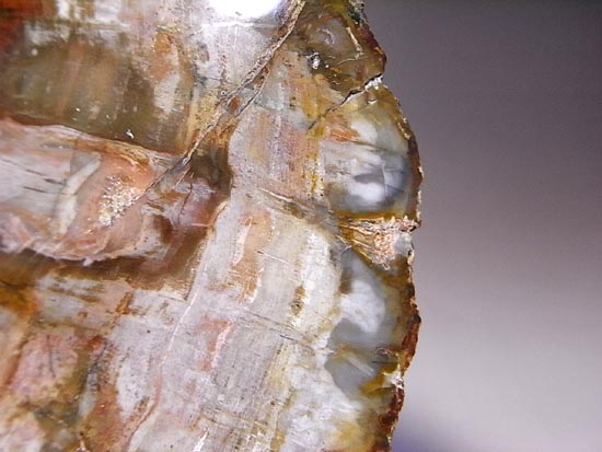 恐竜時代幕開け2億年前の珪化木の化石(その20)