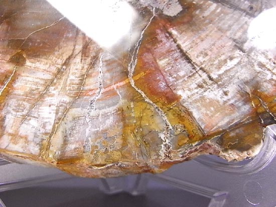 恐竜時代幕開け2億年前の珪化木の化石(その4)