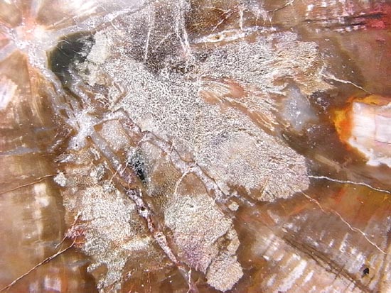 恐竜時代幕開け2億年前の珪化木の化石(その5)