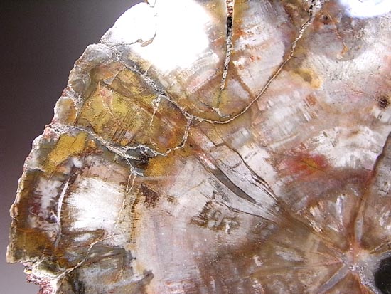 恐竜時代幕開け2億年前の珪化木の化石(その8)